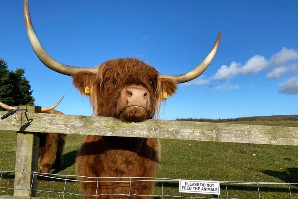 Glampods Glamping Pod - Meet Highland Cows And Sheep Elgin Villa Exterior photo